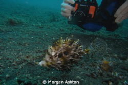 Capturing the hairy filefish in Lembeh. Taken with a Sea ... by Morgan Ashton 